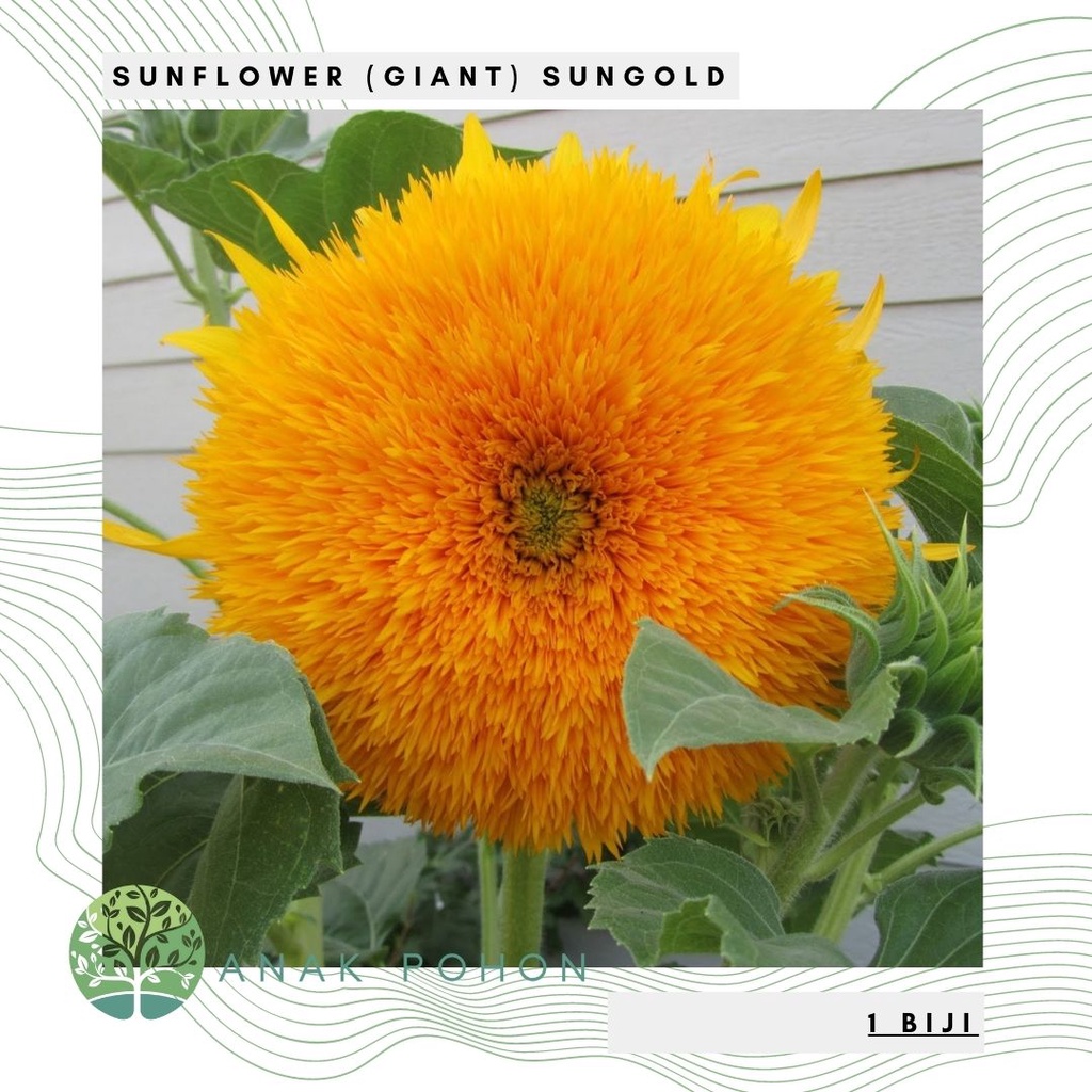 Benih Bibit Biji - Sunflower (Giant) Sungold Bunga Matahari Seeds - IMPORT