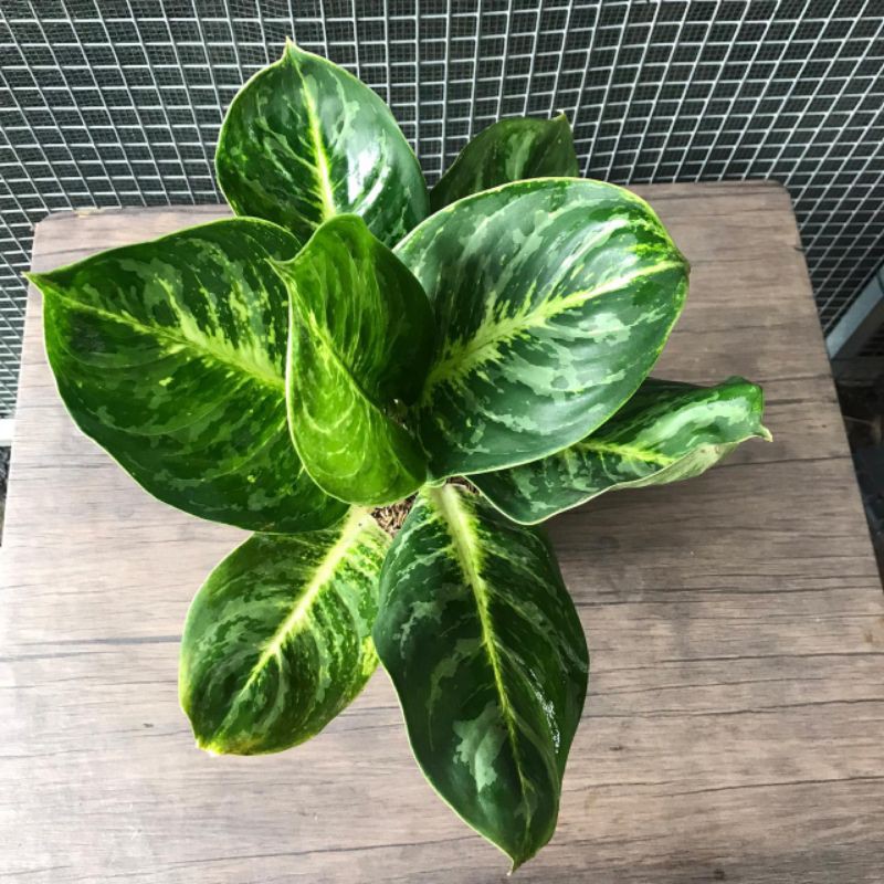 Aglonema Green Cobra / Tanaman Hias Aglonema