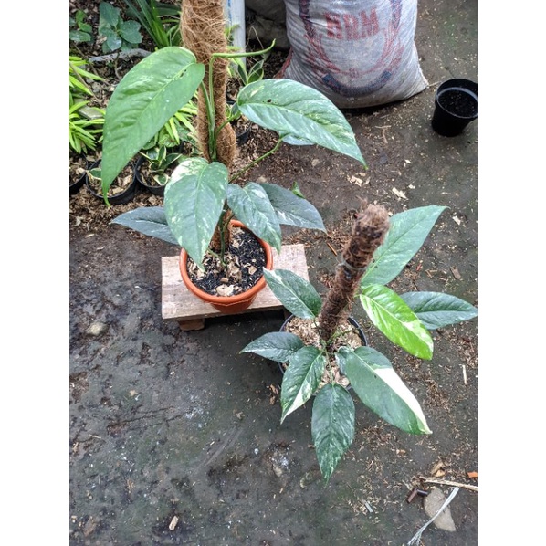 epipremnum pinatum variegata