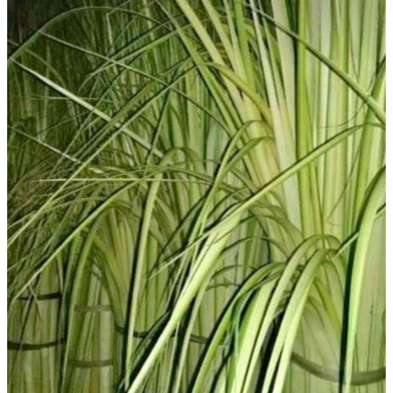 janur kelapa janur kuning