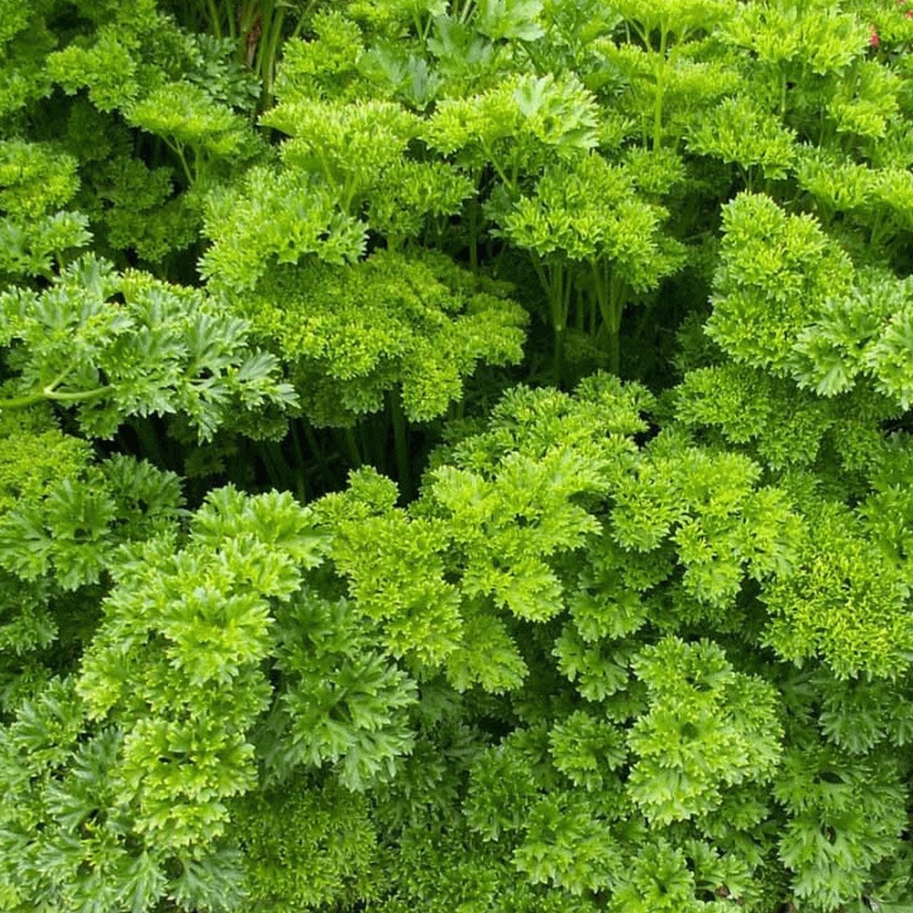 30 Bibit Parsley Moss Curled Keriting Benih Sayuran Peterseli Green MPASI Gizi Bayi Tanaman Sayur