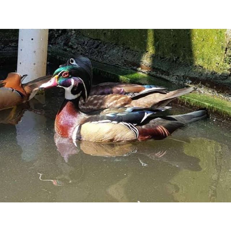 

TELUR BEBEK CAROLINE DUCK UNTUK DITETASKAN