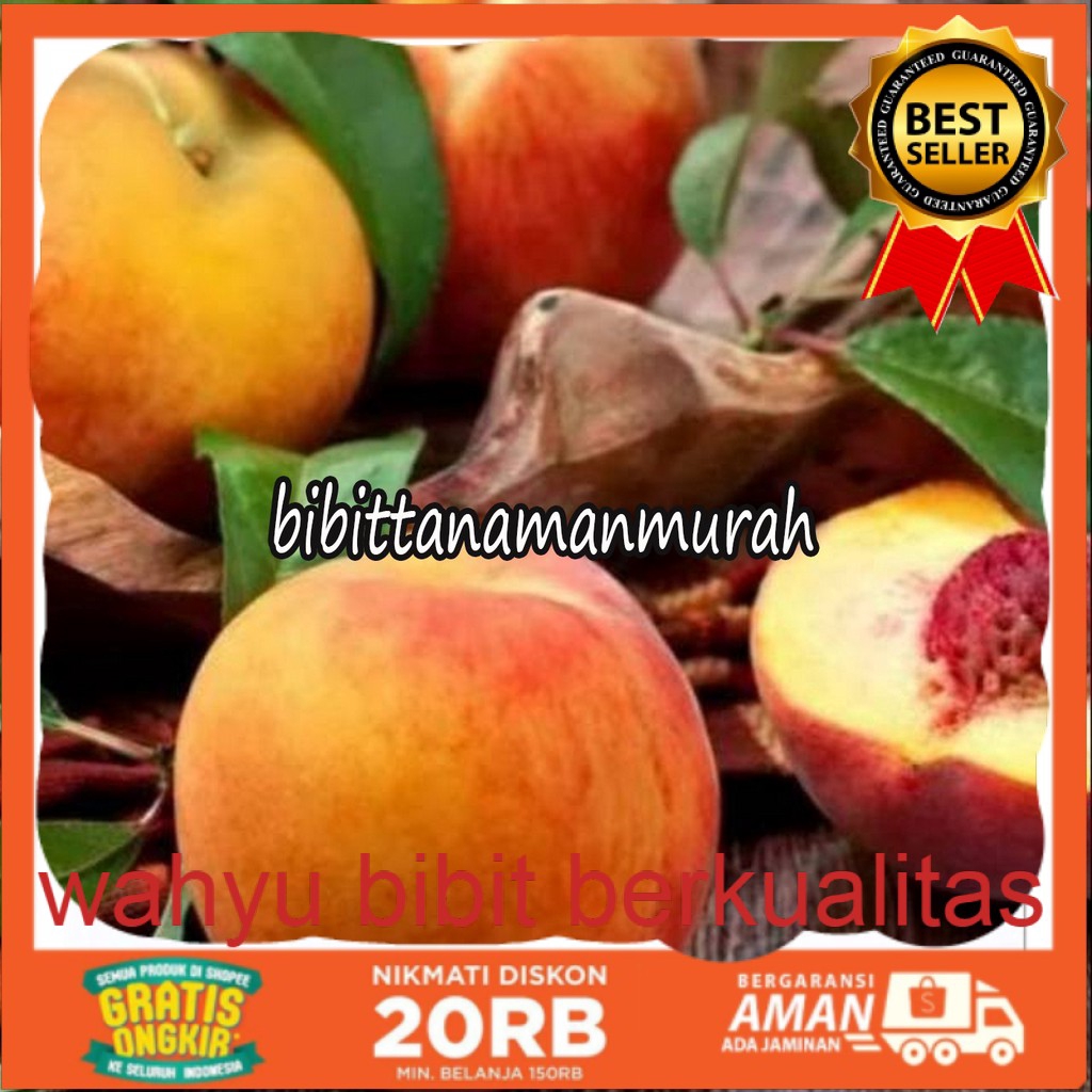 Bibit buah persik super