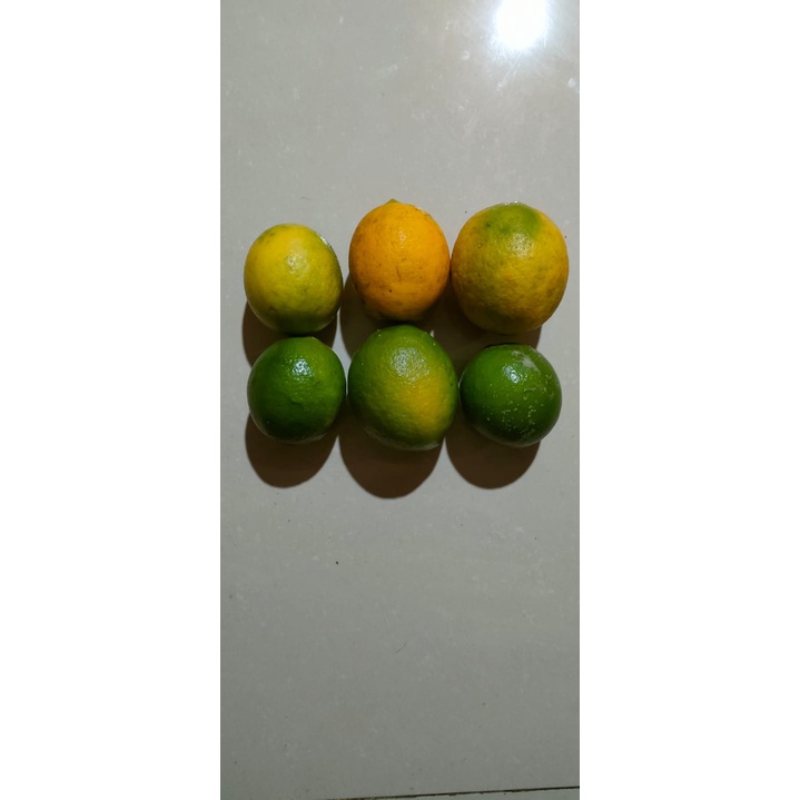 

HARGA PROMO JERUK CALIFORNIA -JERUK CALIFORNIA SEGAR