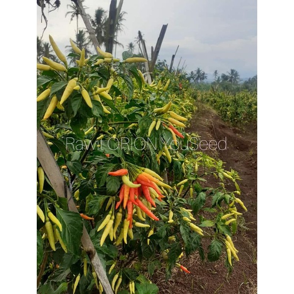 15 Biji - Benih cabe rawit ORION, buah bergerombol, unggul