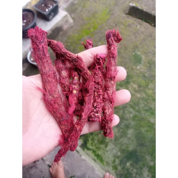 

umbi dlingo wulung jawa