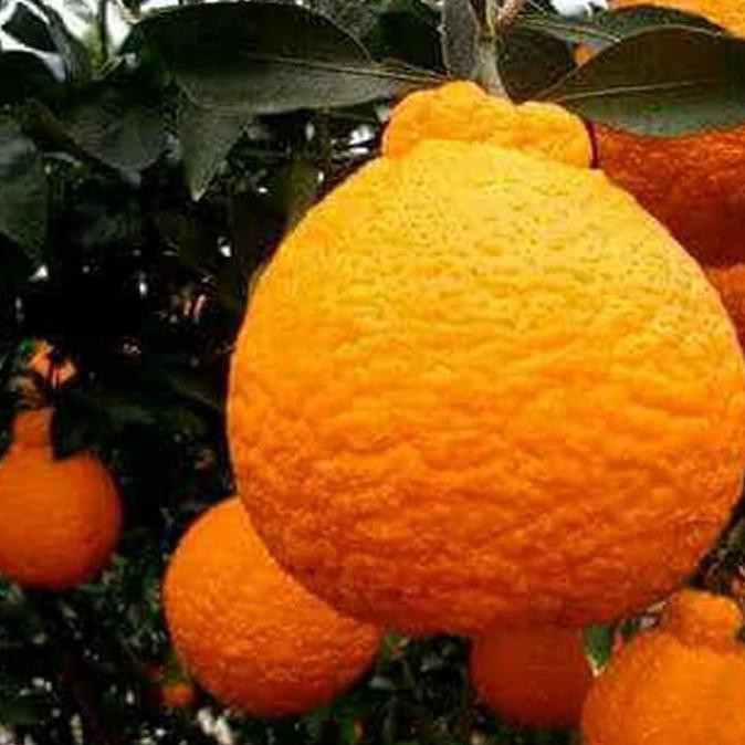 H4I Unggulan Bibit Jeruk Buah Dekopon Jepang Unggul