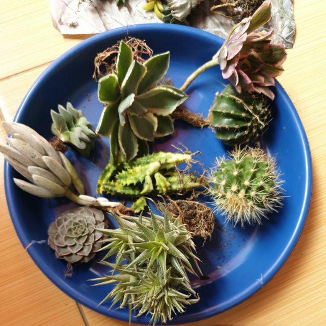 Paket Tanaman Hias Sukulen Sekulen Medium Random