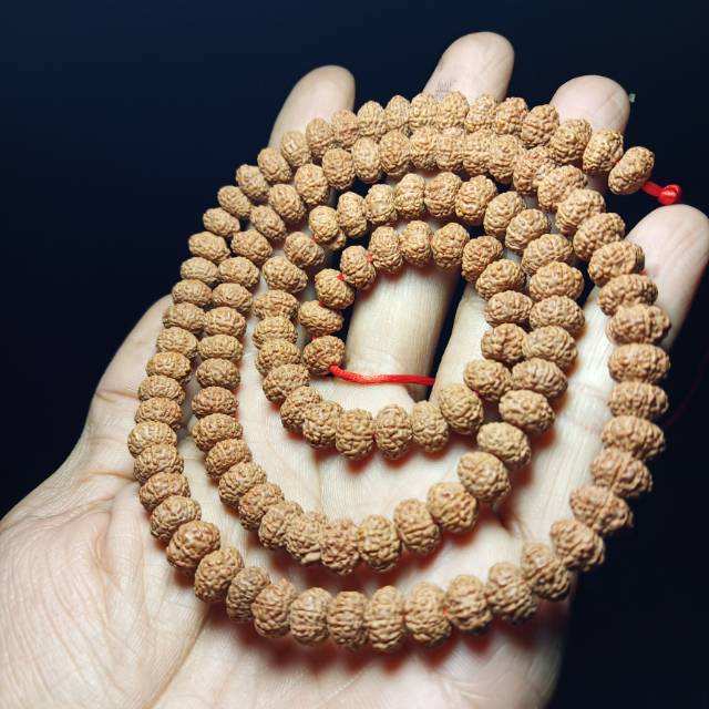 Jenitri rudraksha mukhi 10
