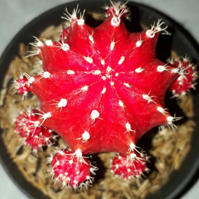 Gymno ruby red