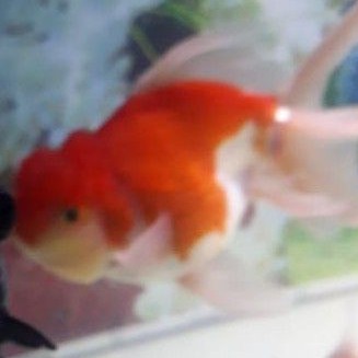 Mas Koki Oranda Jumbo XL Grosir