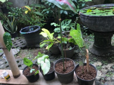 Tanaman Hias Singonium Tisu Sp