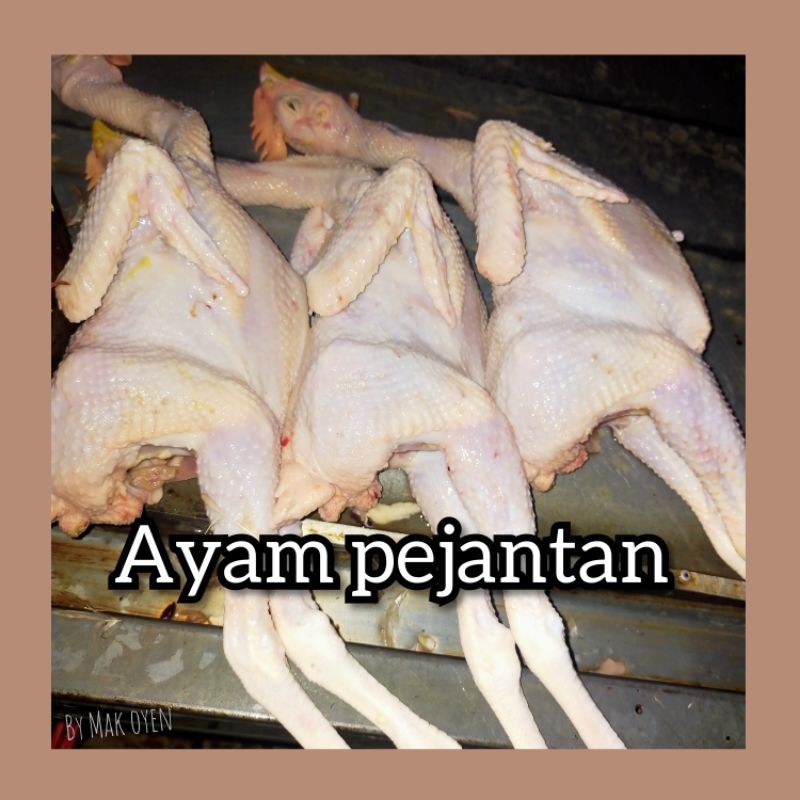 

Ayam potong pejantan