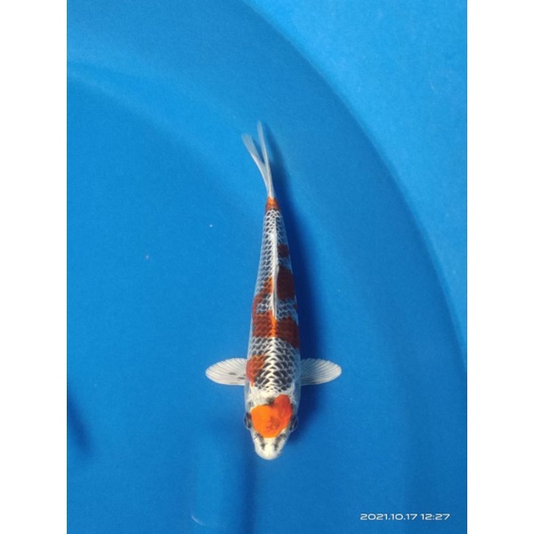 Koi Kujaku - Ikan Koi Blitar - Kujaku - Koi Blitar - Paket Ikan Koi Mix