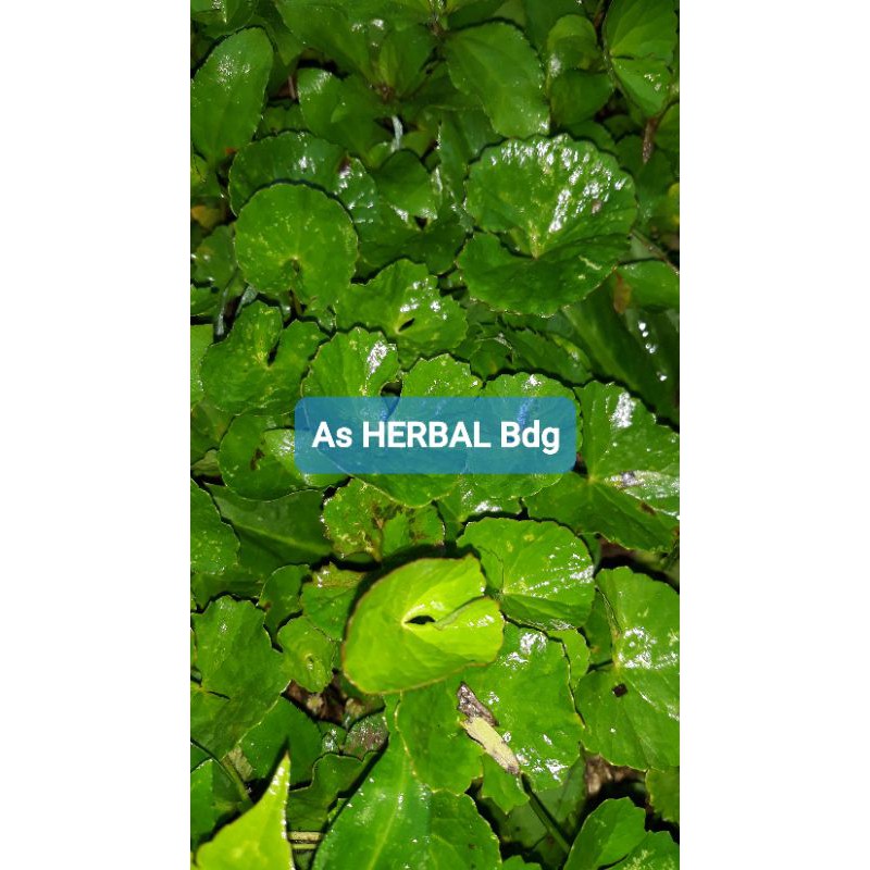 

Paket Hemat daun pegagan segar 250 gram-az