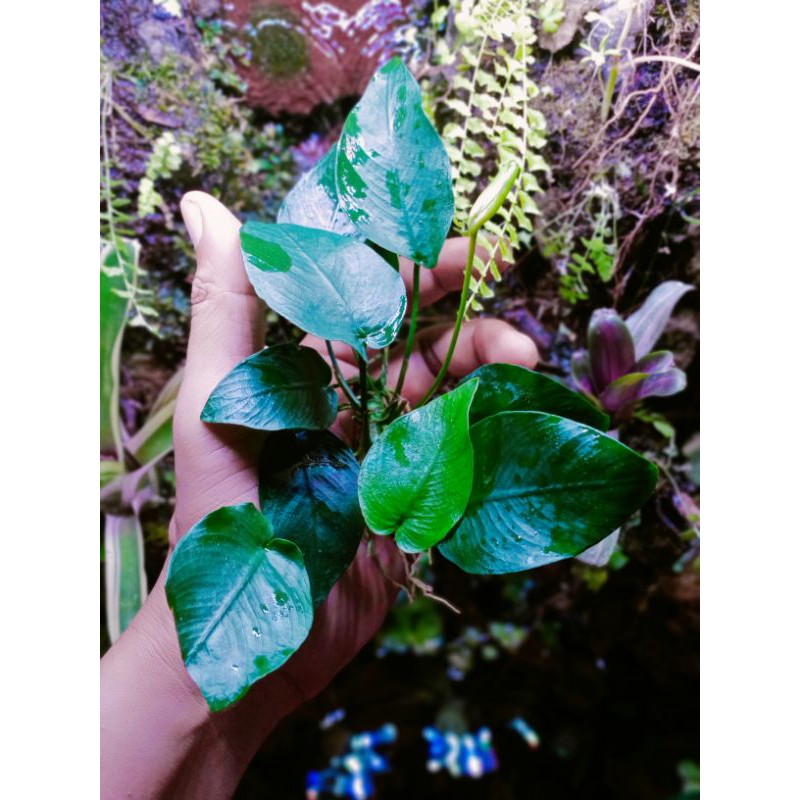 Anubias Nana MP