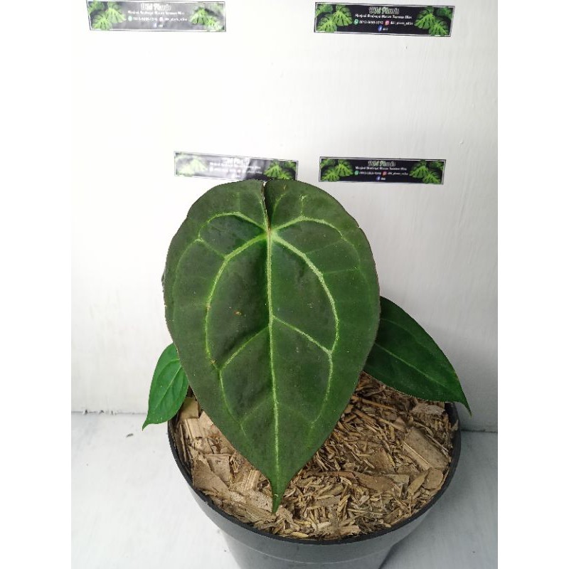 Tanaman hias Anthurium Ace of spades forgetii
