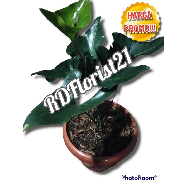 Anthurium Bintang Kejora / Bintang Kejora / Anthurium Corong / Corong / TANAMAN HIAS