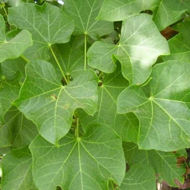 

Daun Jarak Segar Herbal 50gr