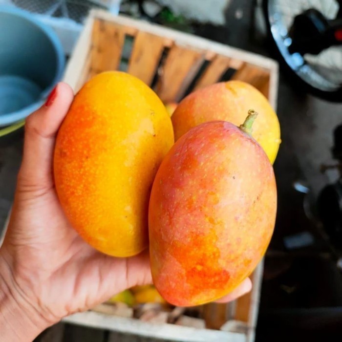 

Buah mangga Podang Fresh 1 Kg Asli Kediri