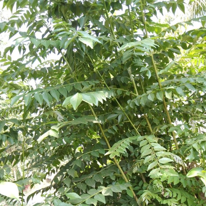 

daun kare