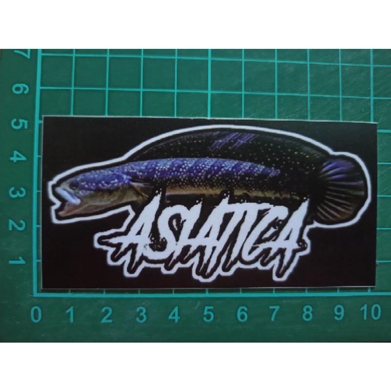 STIKER JENIS CHANNA ASIATICA WS