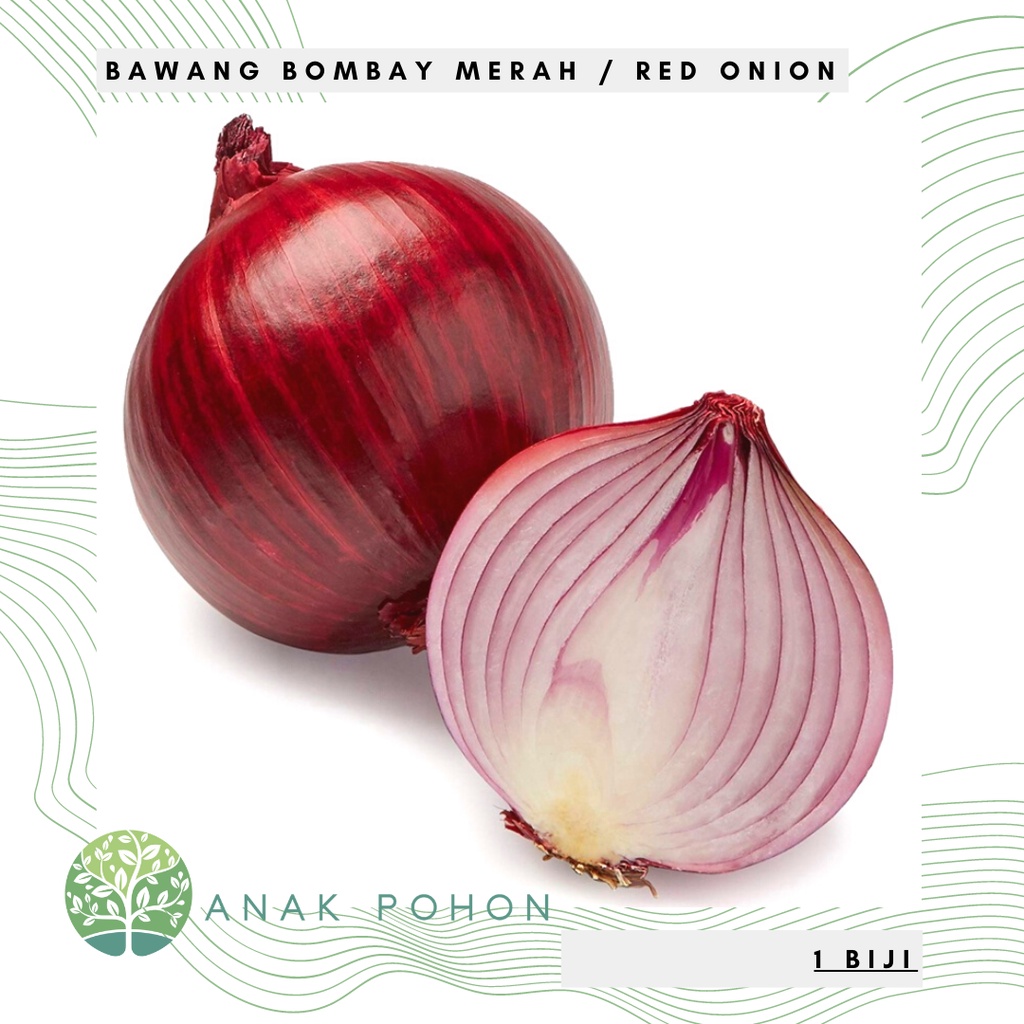 Benih Bibit Biji - Bawang Bombay Merah Red Onion Bawang Merah India Jumbo Seeds - IMPORT