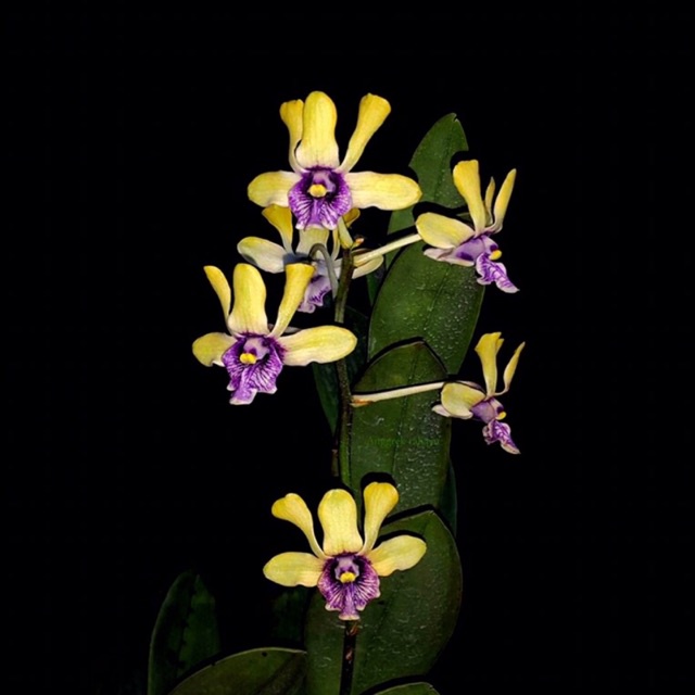 Bibit Botol Dendrobium Violaceoflavens (Anggrek Besi Papua)
