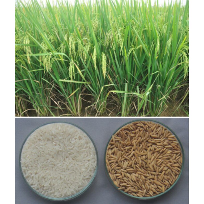 Benih Padi Inpari 47 WBC Padi Paling Tahan Wereng