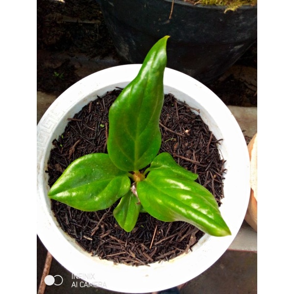 bibit Anturium jemani jaipong