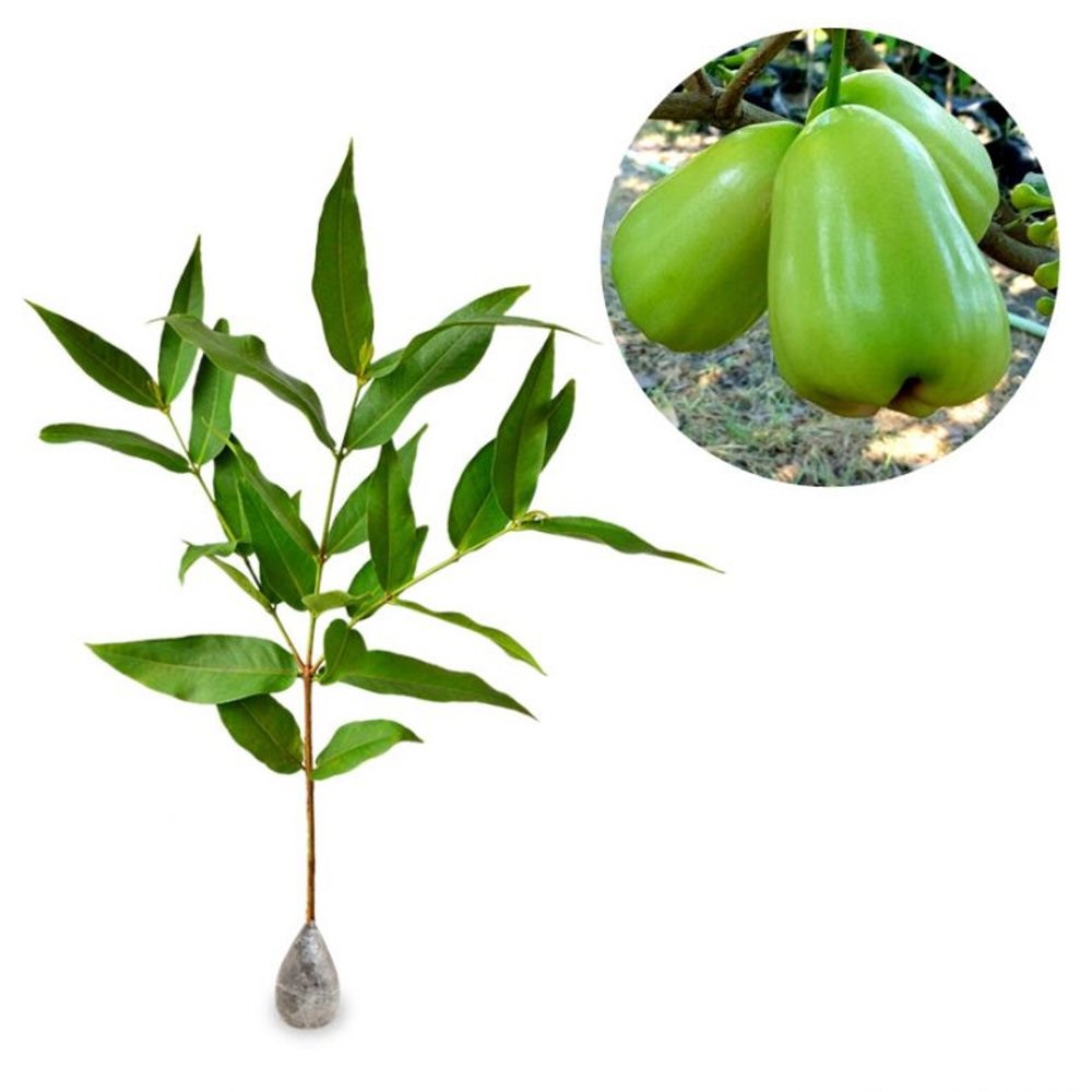 Jambu Air Super Green