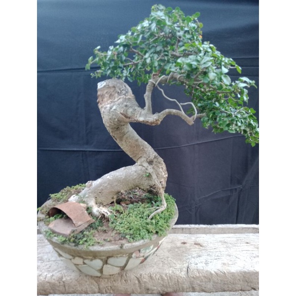 bonsai serut karakter bebek