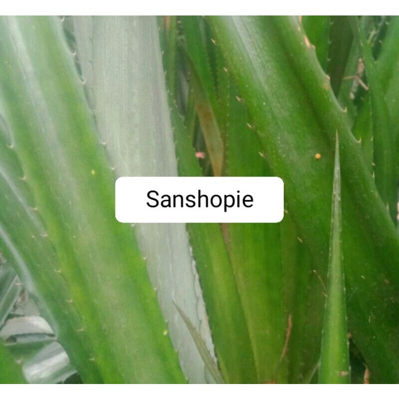 

Daun nanas merah Atau Daun Nanas Hutan Segar 500 Gram
