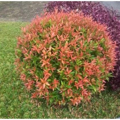 BIBIT TANAMAN PUCUK MERAH 30-40CM LAPAK TERBAIK