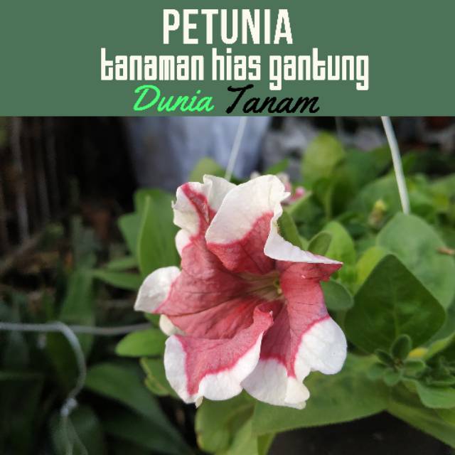Tanaman Hias PETUNIA gantung | bunga / benih tanaman / bibit pohon / bibit buah / bibit tanaman