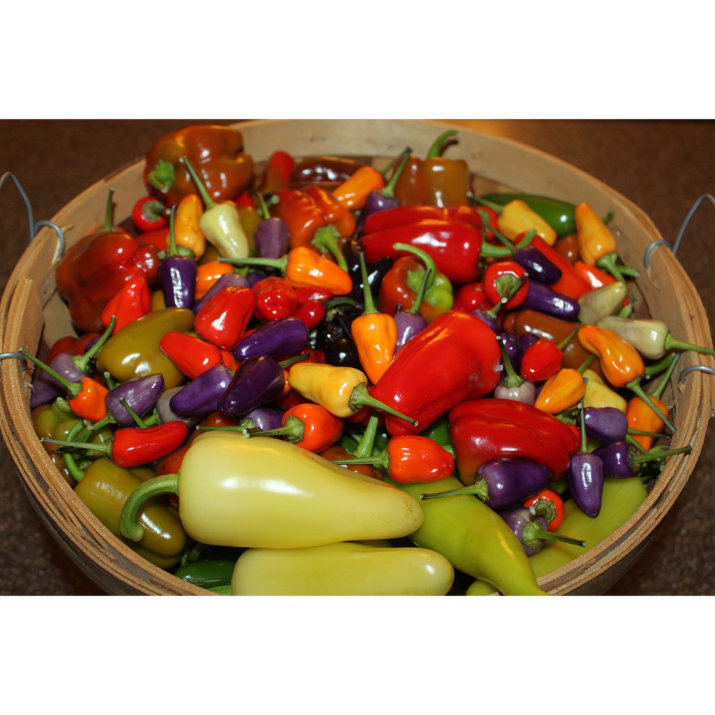BS-BYL Bibit Cabe Hias Pelangi Benih Tanaman Sayuran Cabai Carolina Reaper Merah Bolivian Rainbow Katokkon Numex Giant Raksasa Sweet Italian Ungu Hitam-4