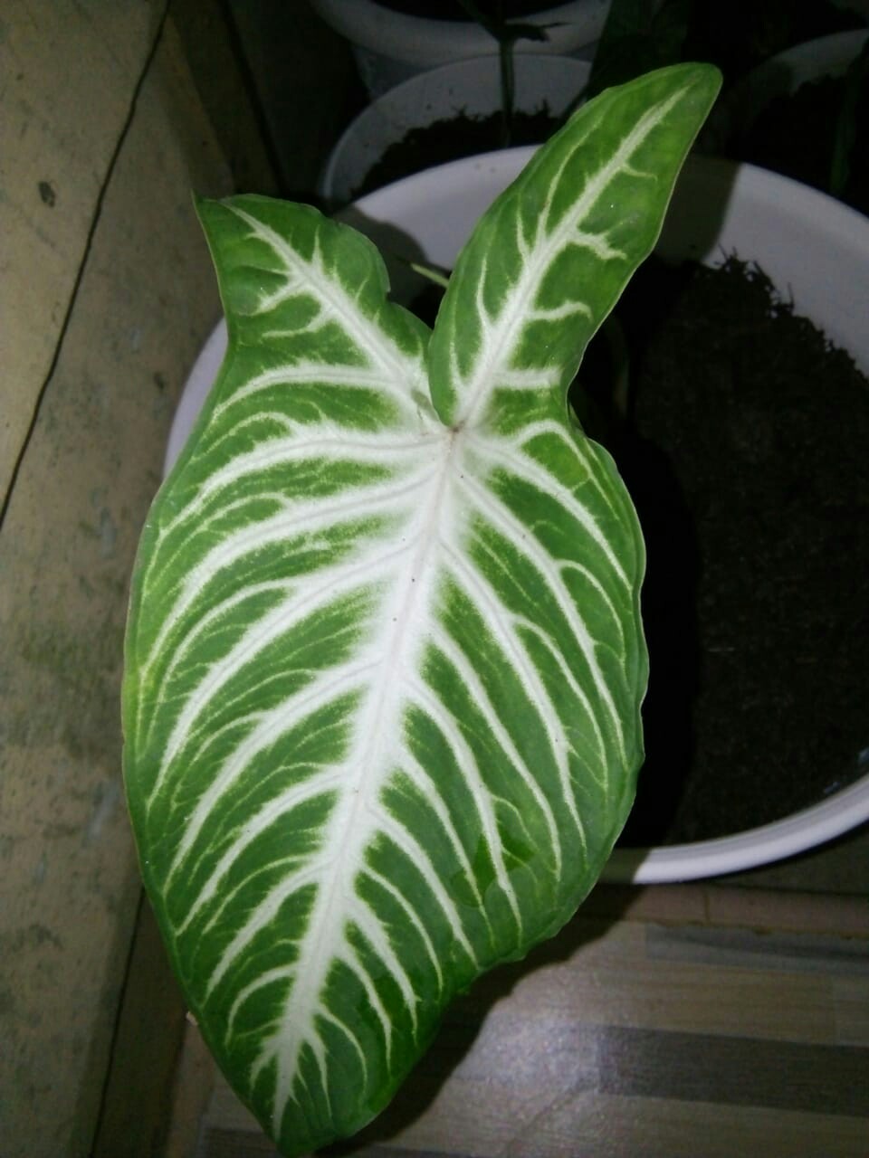 Tanaman Hias Caladium Lindenii Magnificum Keladi Zebra