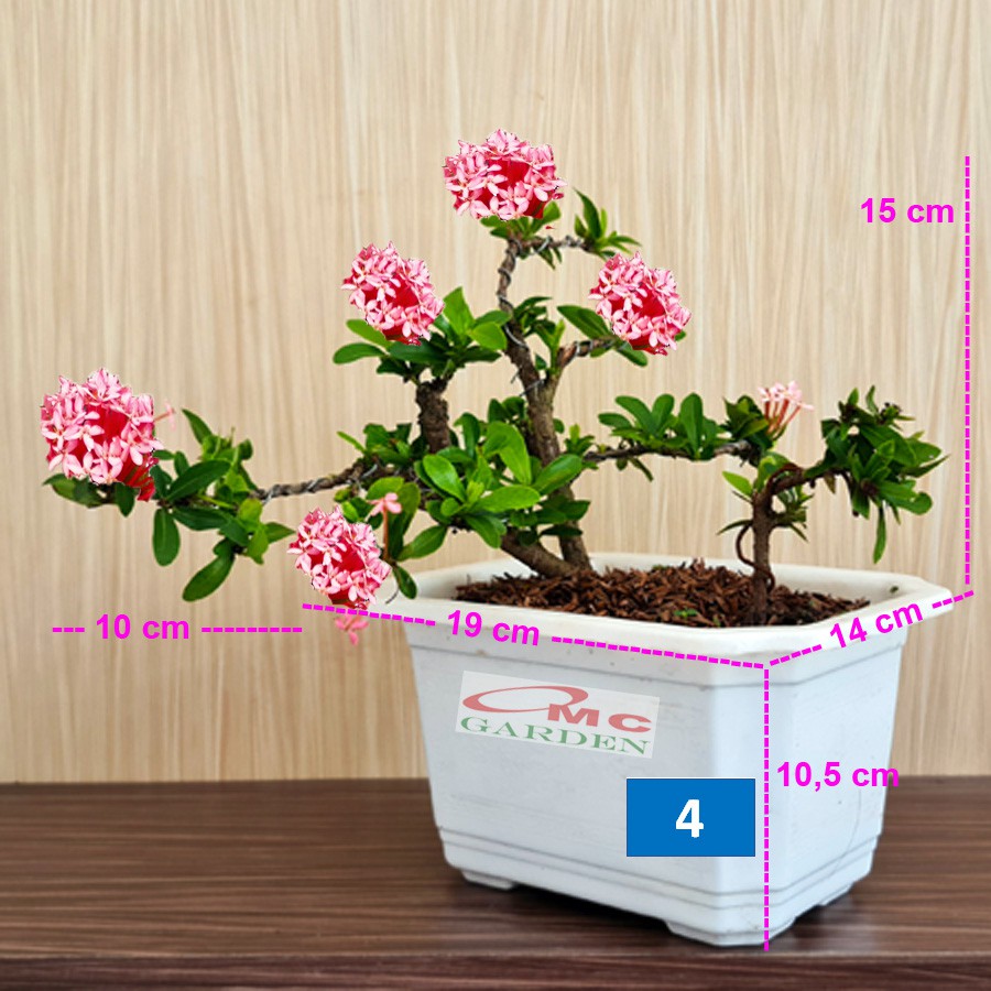 Tanaman Hias Bonsai Bonsae Mame Soka Mini Asoka Jepang Ixora Pink Jambon B-SMP-008