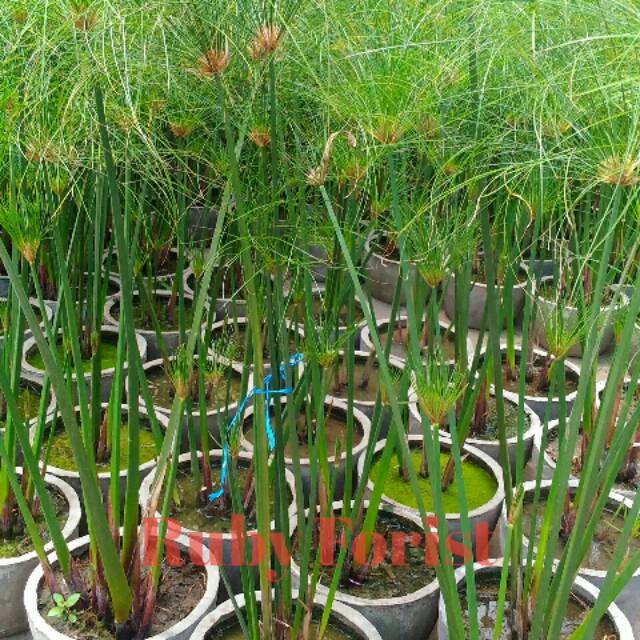 Tanaman Giant Papyrus