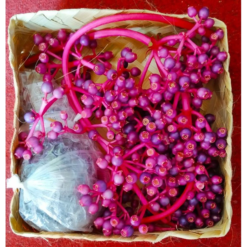 

[ paket hemat ] Syrup parijoto dan buah parijoto