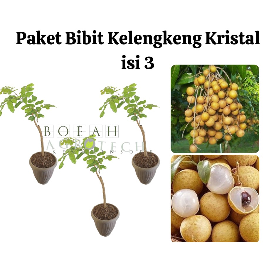 Paket Hemat Bibit Kelengkeng Kristal Okulasi Isi 3 Bonus Bibit Strawberry+Polibag