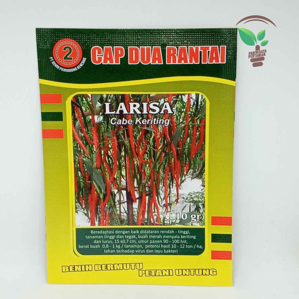 Cabe AKAR 50 SEED Benih Cabe Merah Keriting AKAR - CMK AKAR - Bibit Cabe AKAR