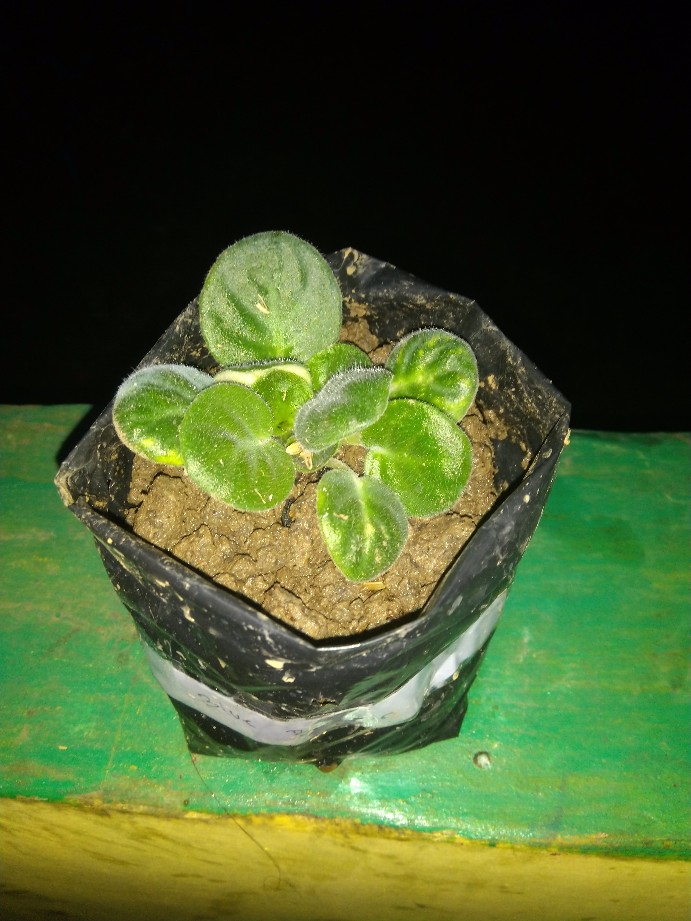 African Violces Bunga Blue Bicollor - Hebat Garden3