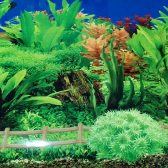 Cover Background Gambar Belakang Aquarium Tinggi 60cm Shopee Indonesia