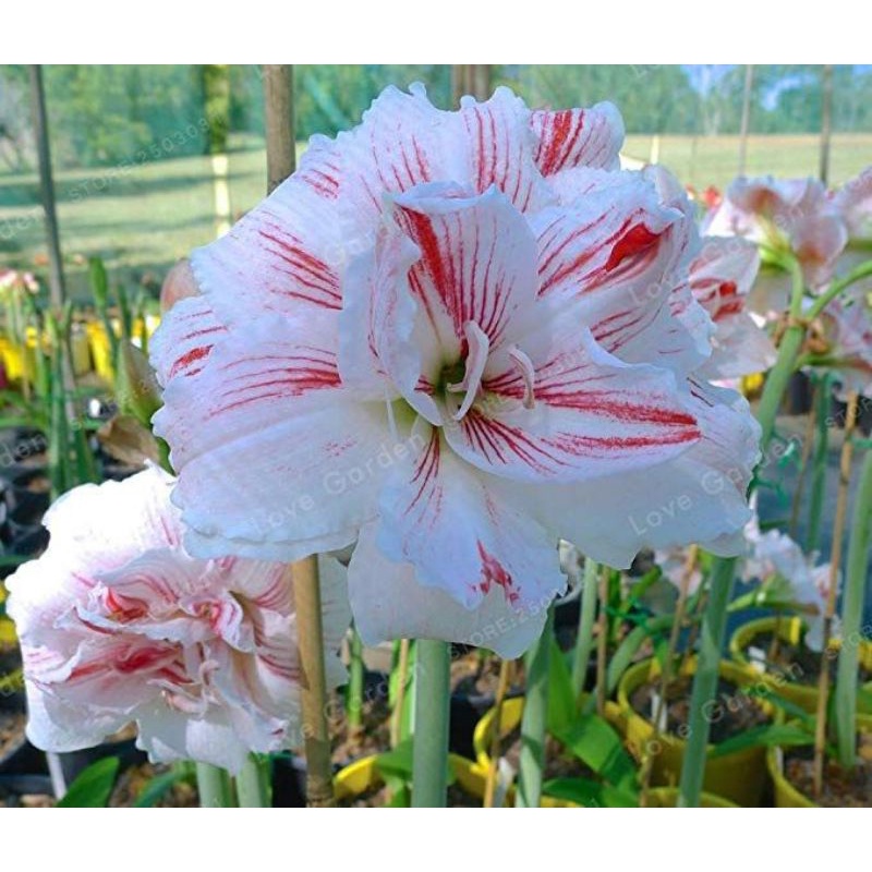 Tanaman hias hidup amarillys bulbs true pink - hiasan taman bunga hidup - Bunga Hias Hidup - Tanaman