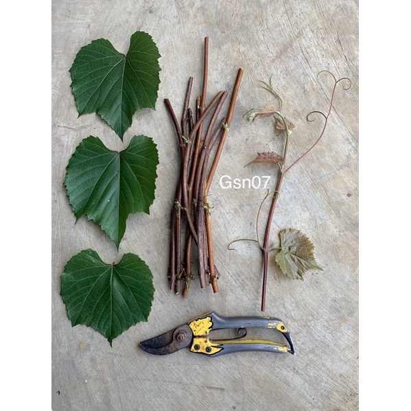 Cutting Fresh SO4 (Sellection Openheim 4) Rootstock Tanaman Anggur Import Valid