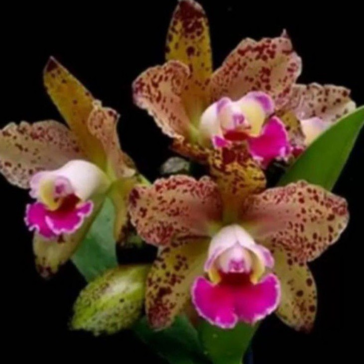 ANGGREK CATTLEYA RLC WAIANAE LEOPARD DEWASA