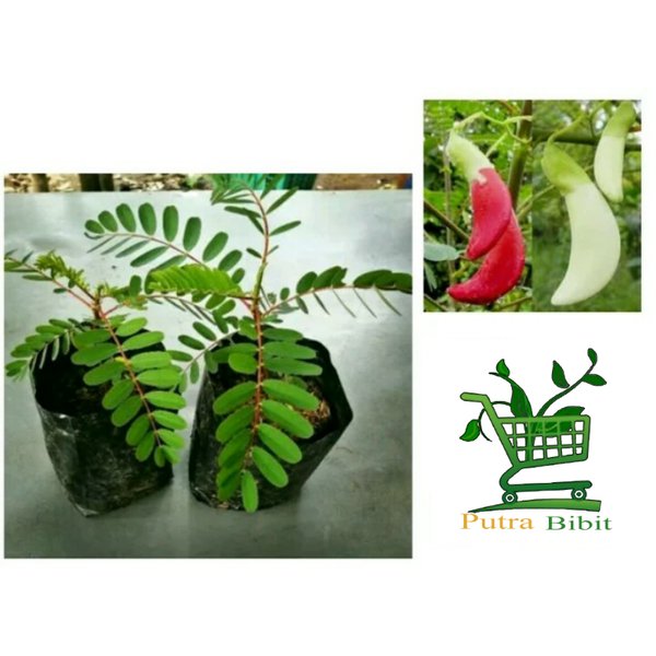 Bibit Pohon Bunga Turi Putih - Tanaman Kembang Outdoor Daun Obat Herbal
