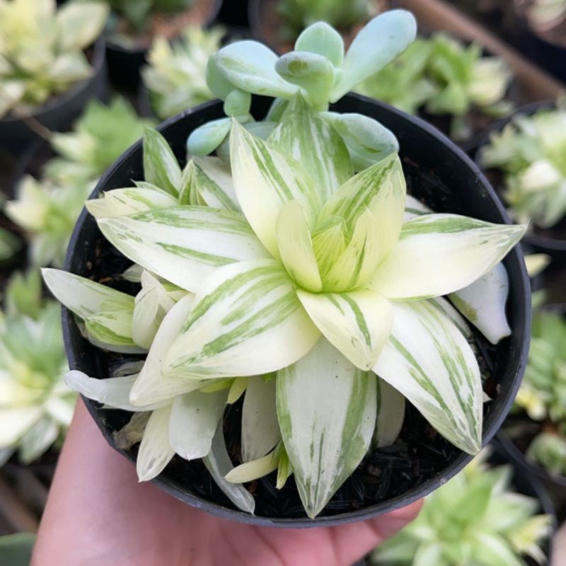 Sukulen Haworthia Cymbiformis Variegata