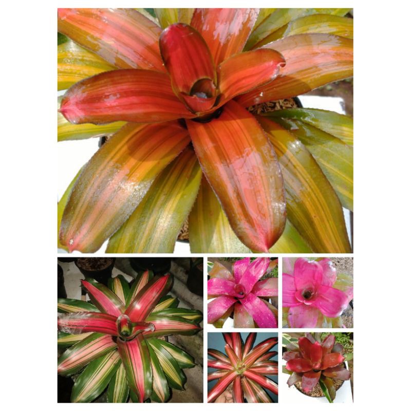 tanaman hias Bromelia paket 6
